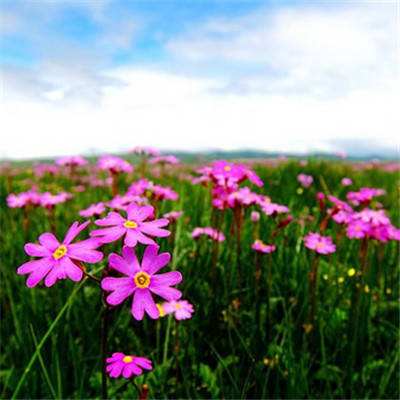 莽荒纪2018应用宝官方版下载
